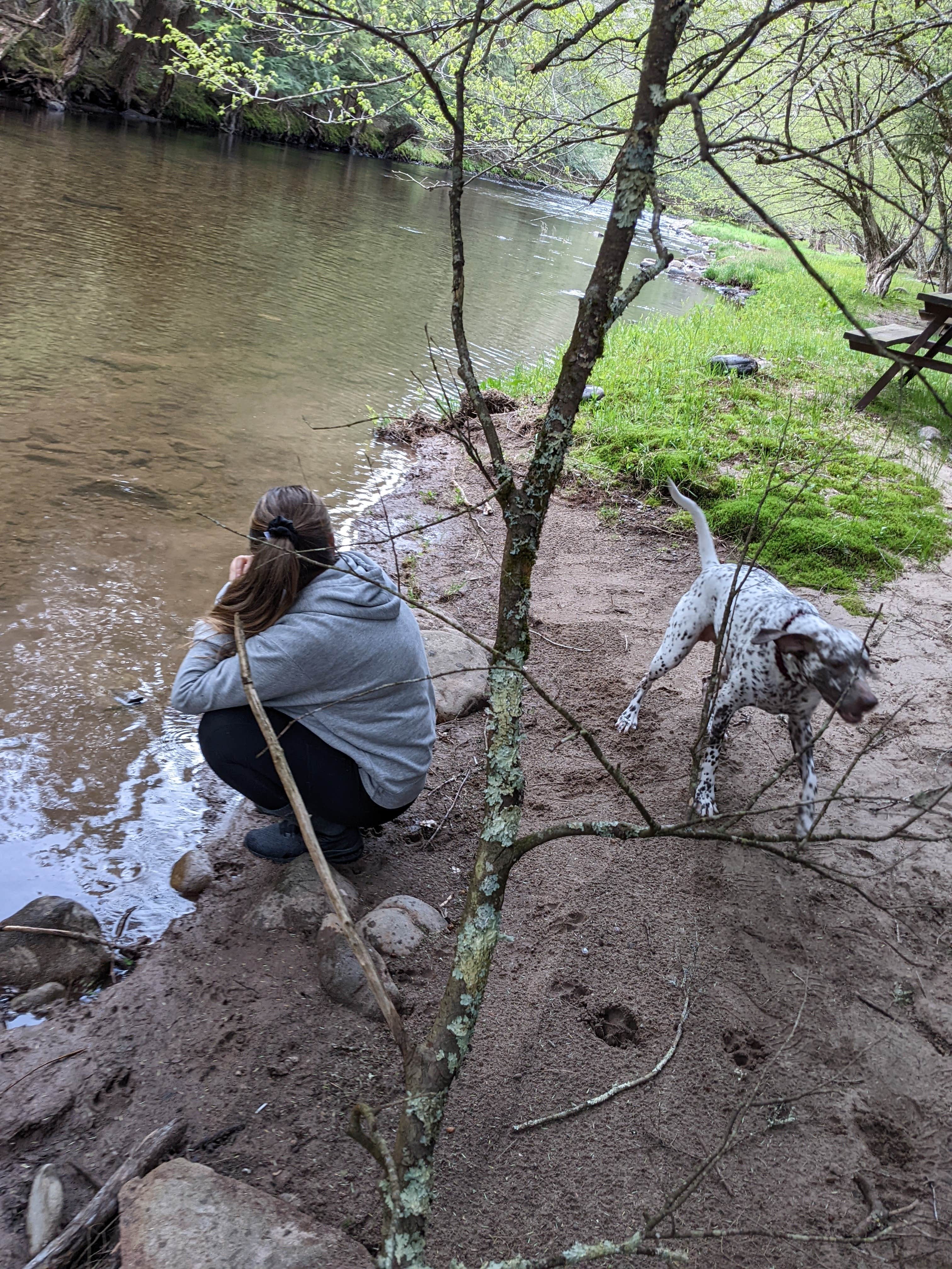 Paul T.'s photo of camping with pets at Covered Bridge Campsite near Roscoe, NY