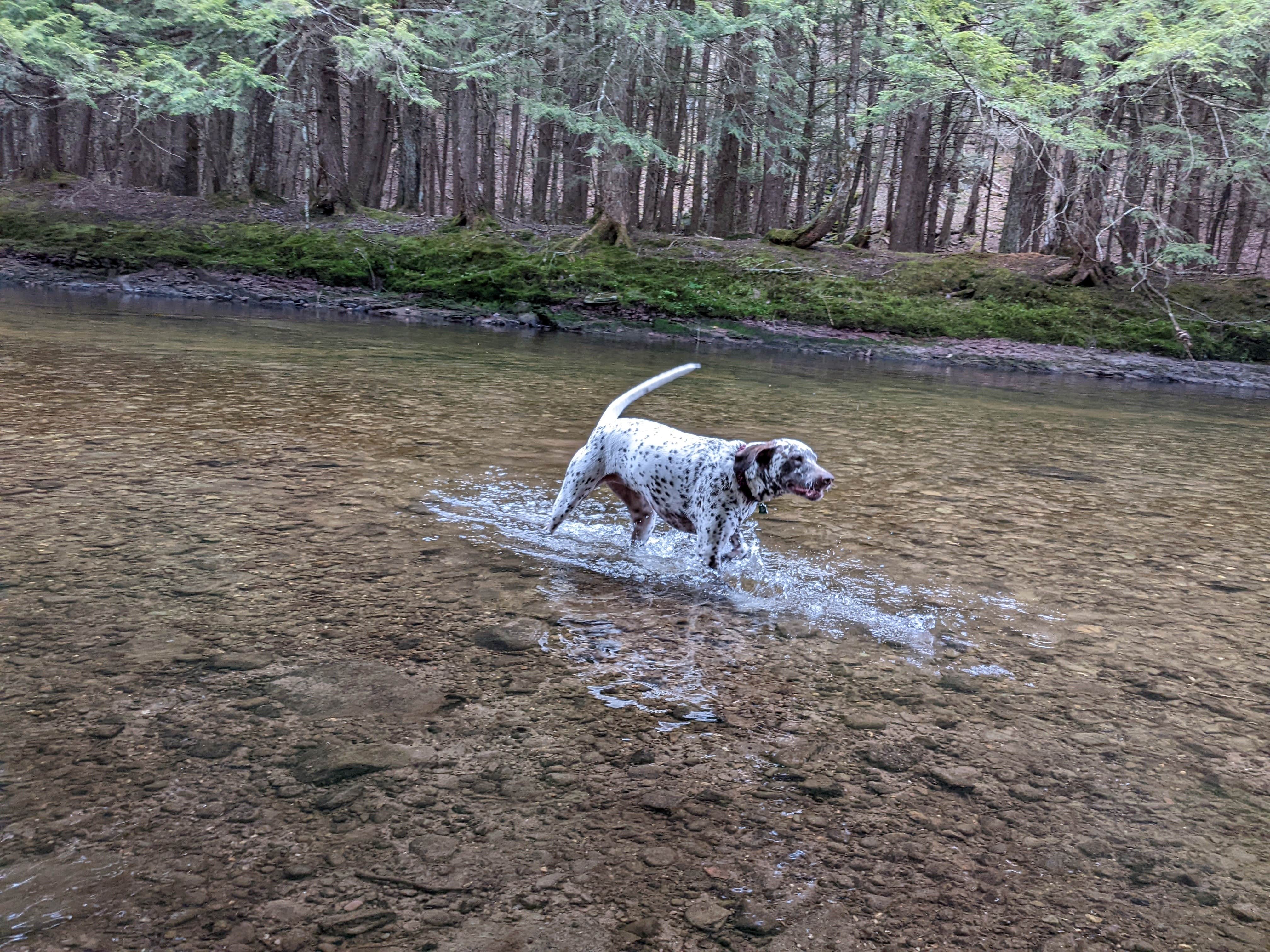 Camper-submitted photo at Covered Bridge Campsite near Parksville, NY