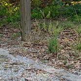 Review photo of Lake Louisa State Park Campground by Caleb H., May 16, 2022