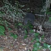 Review photo of Lake Louisa State Park Campground by Caleb H., May 16, 2022