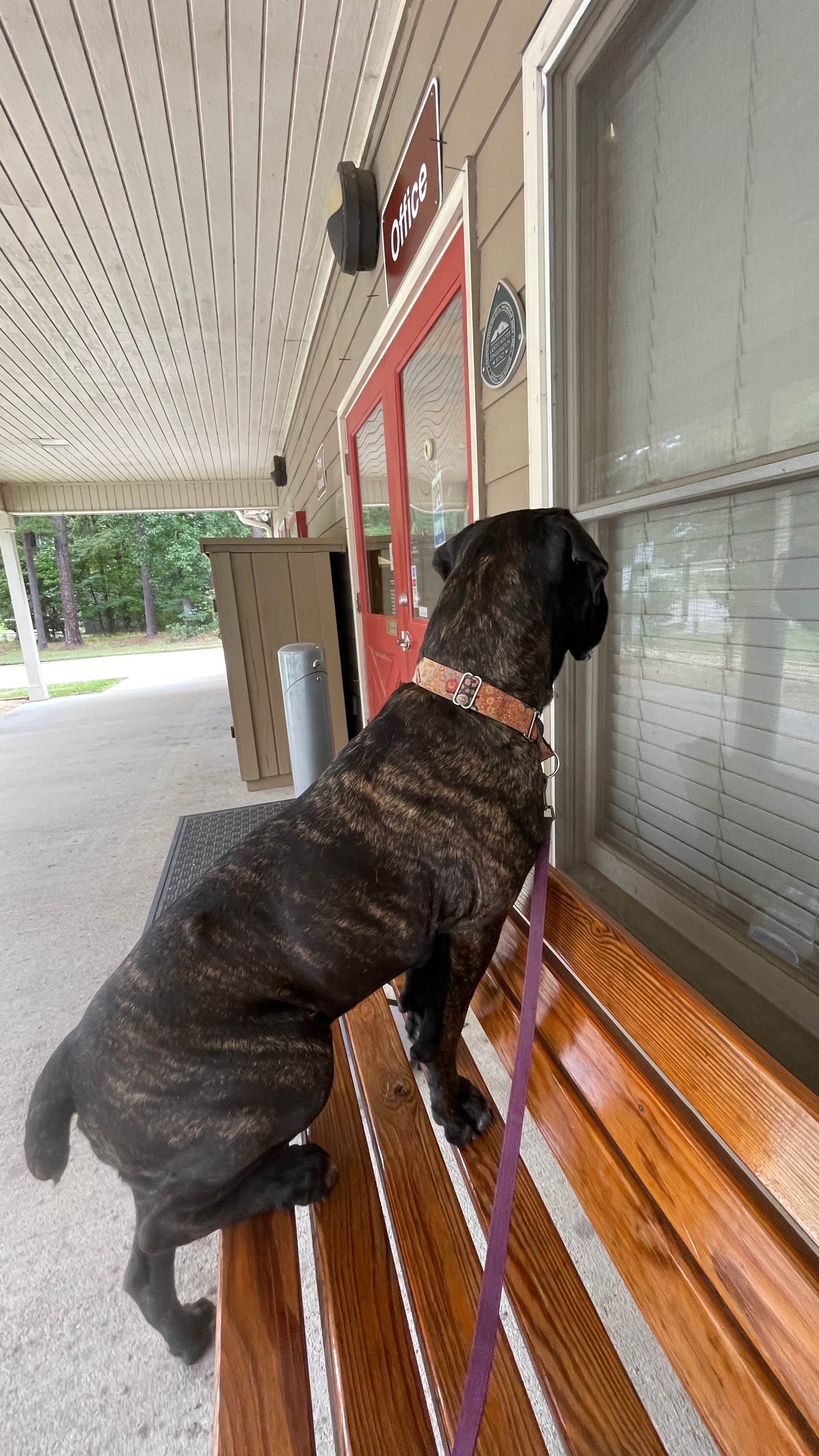 Sonyia W.'s photo of camping with pets at Elijah Clark State Park Campground near Carlton, GA