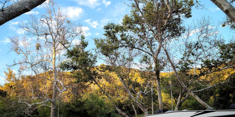 Camper submitted image from Camp Comfort Park