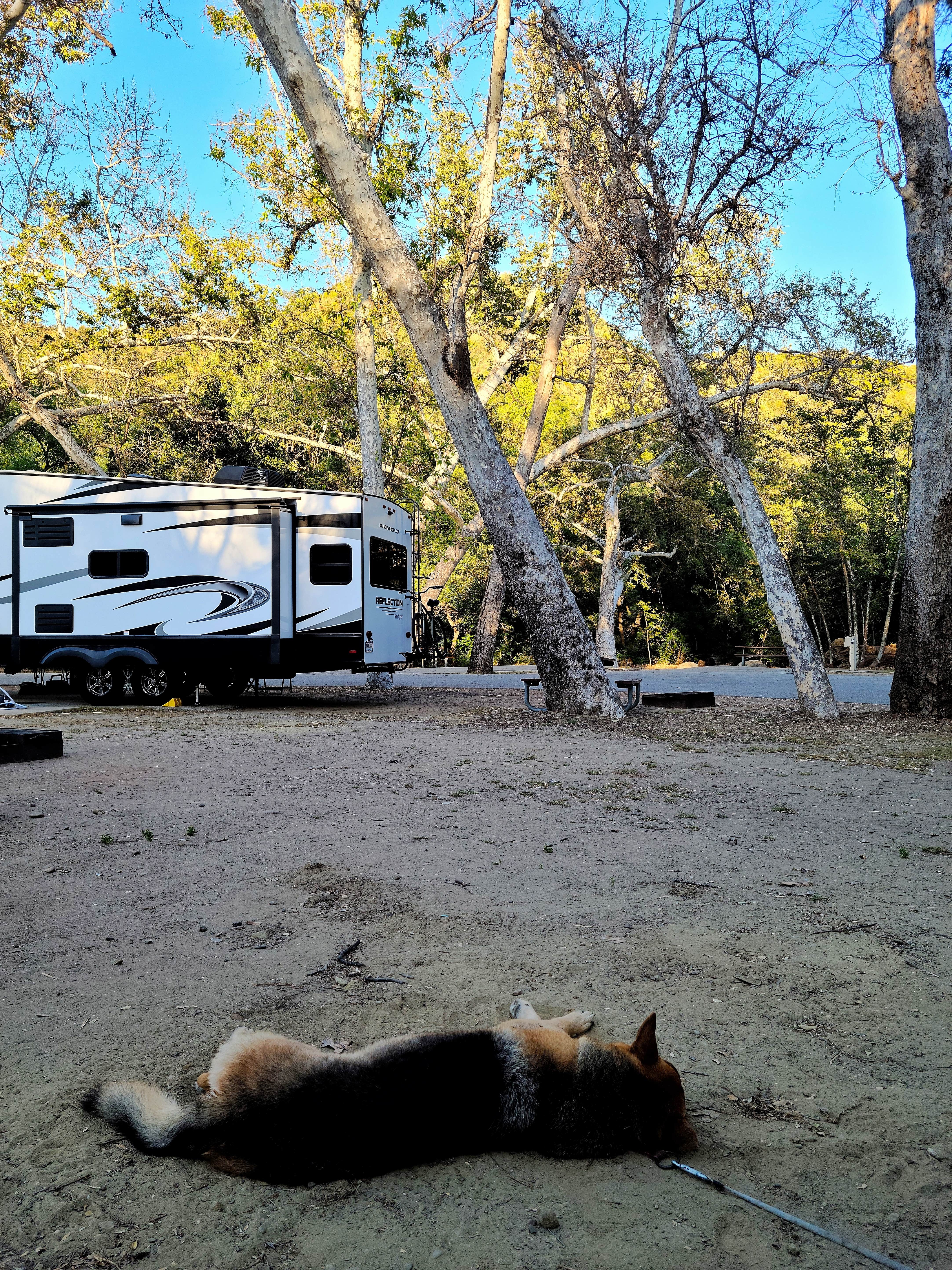 Susanne S.'s photo of camping with pets at Camp Comfort Park near Oxnard, CA