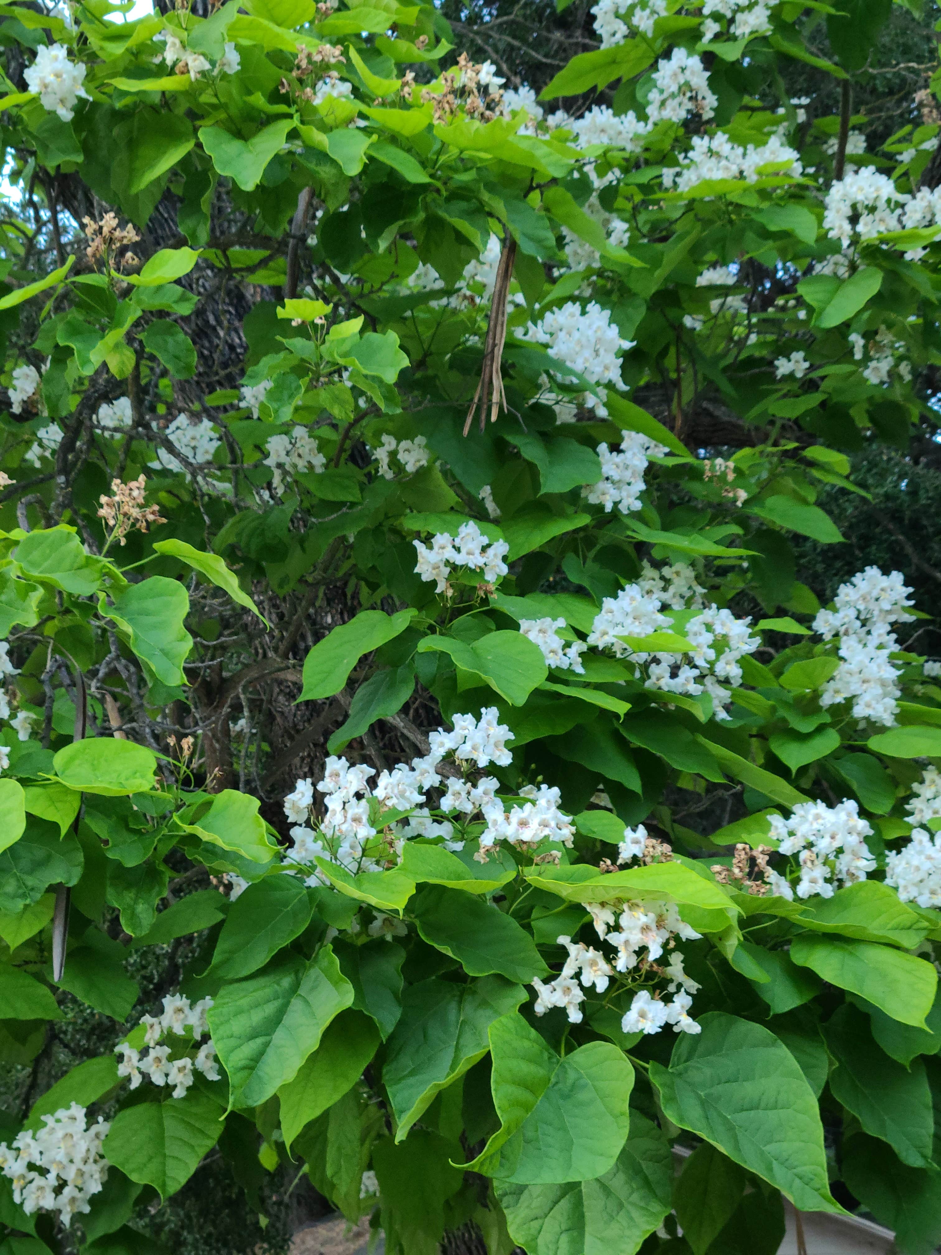 Camper-submitted photo at Camp Comfort Park near Ojai, CA
