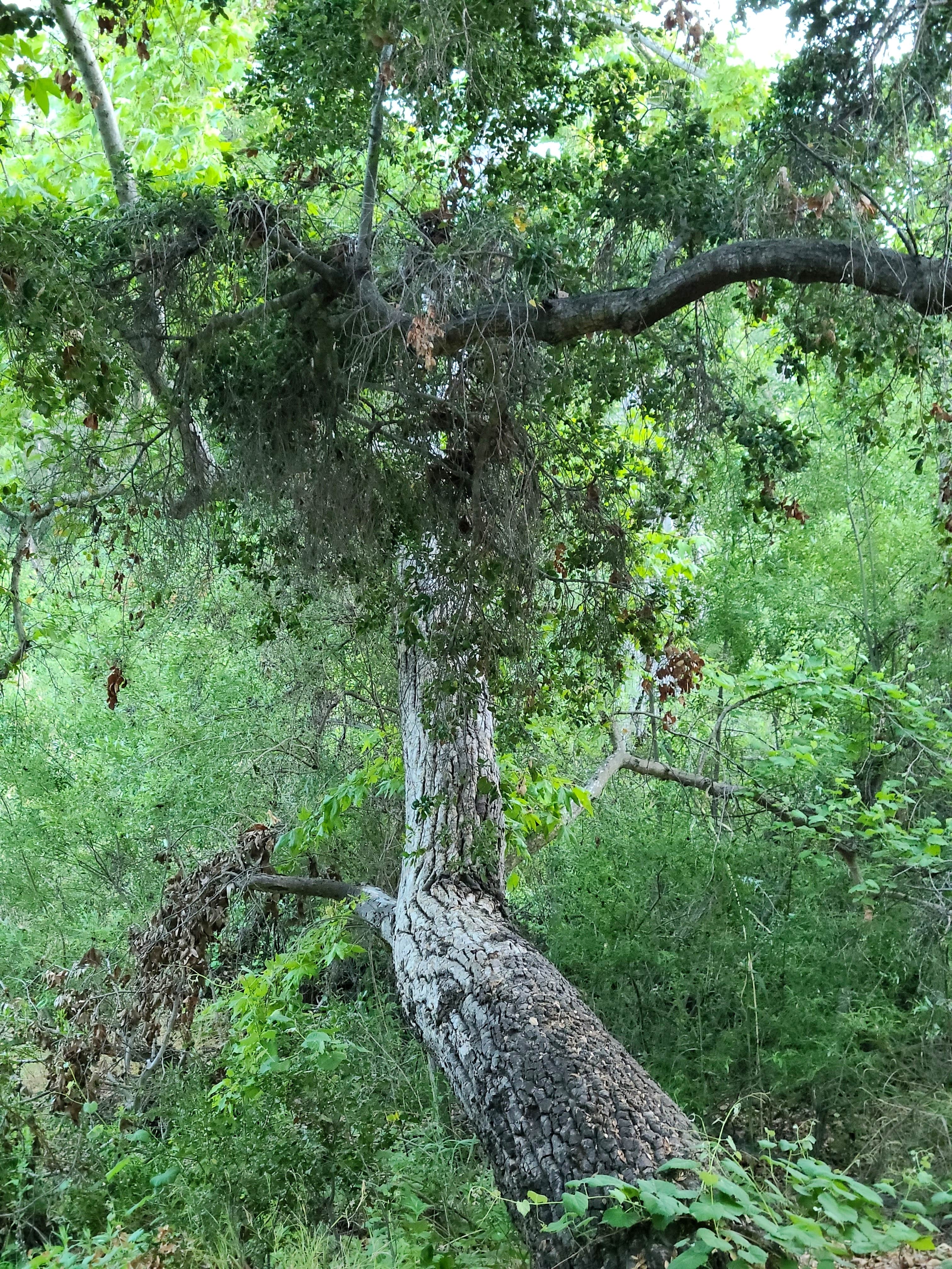 Camper-submitted photo at Camp Comfort Park near Ojai, CA