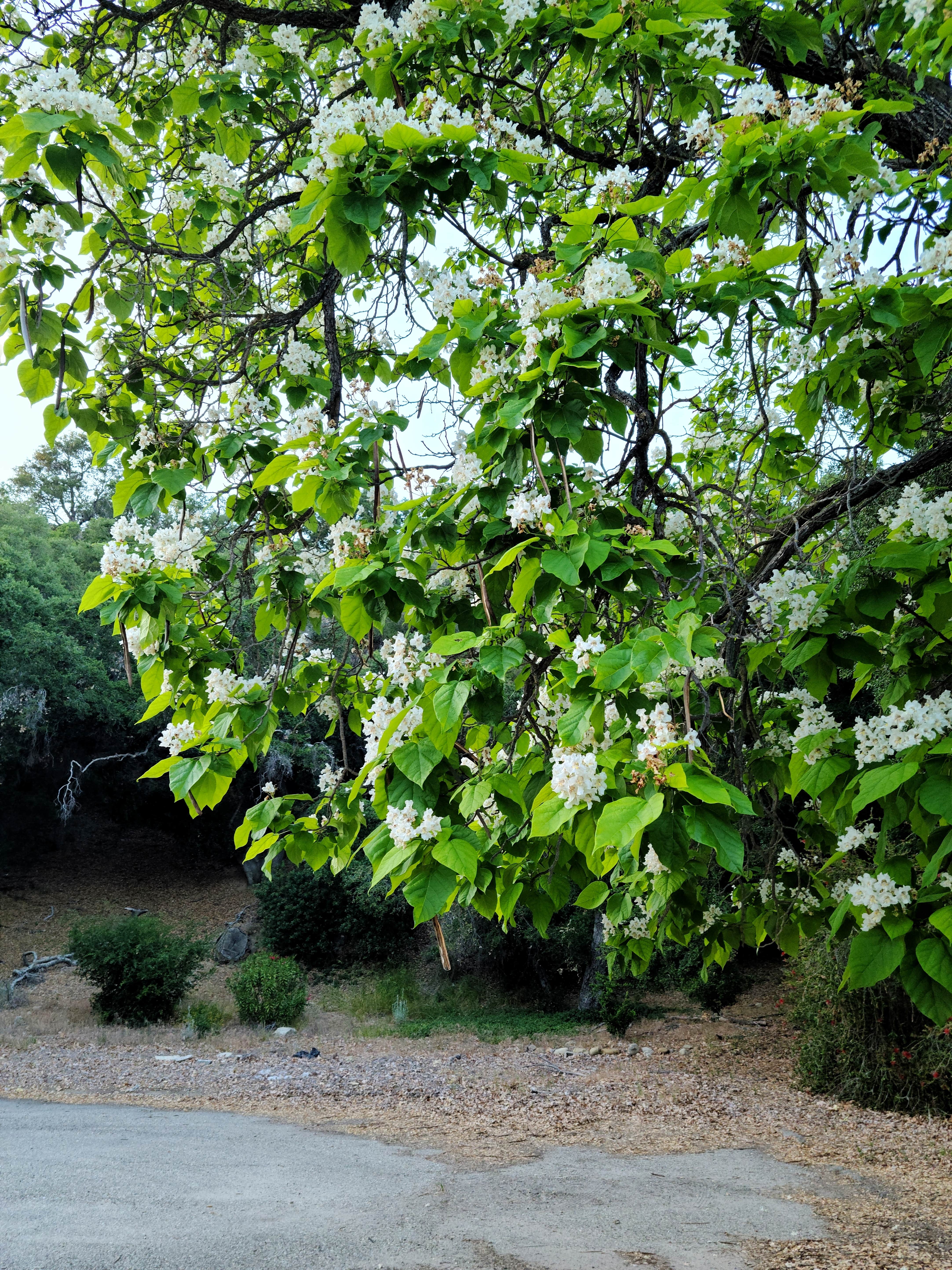 Camper-submitted photo at Camp Comfort Park near Ojai, CA
