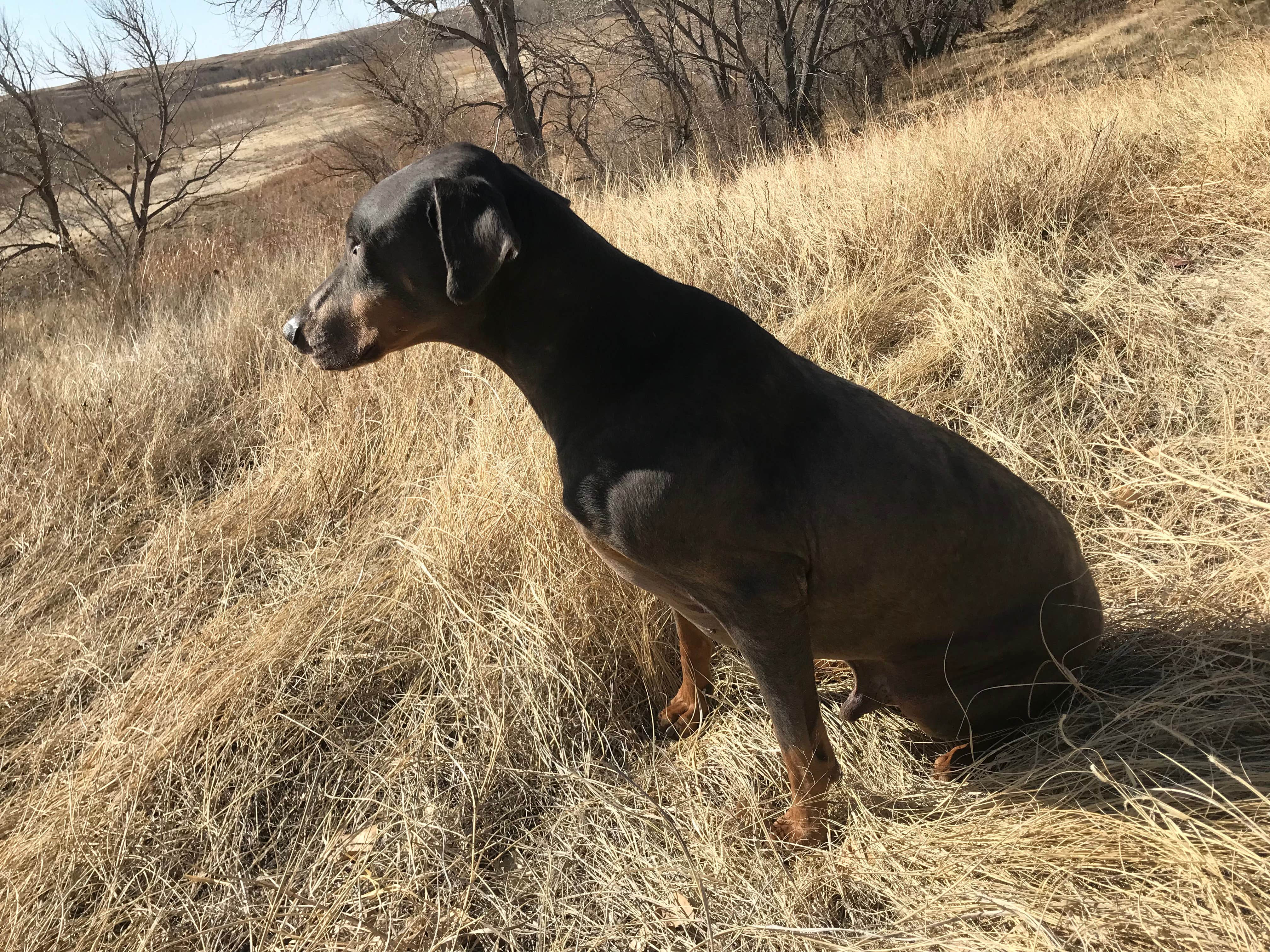 Adriana A.'s photo of camping with pets at Flagler Reservoir State Wildlife Area Campground - LICENSED HUNTERS ONLY near Hugo, CO