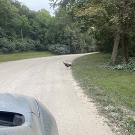 Wild turkey, and a close-up of the roads in the campground .