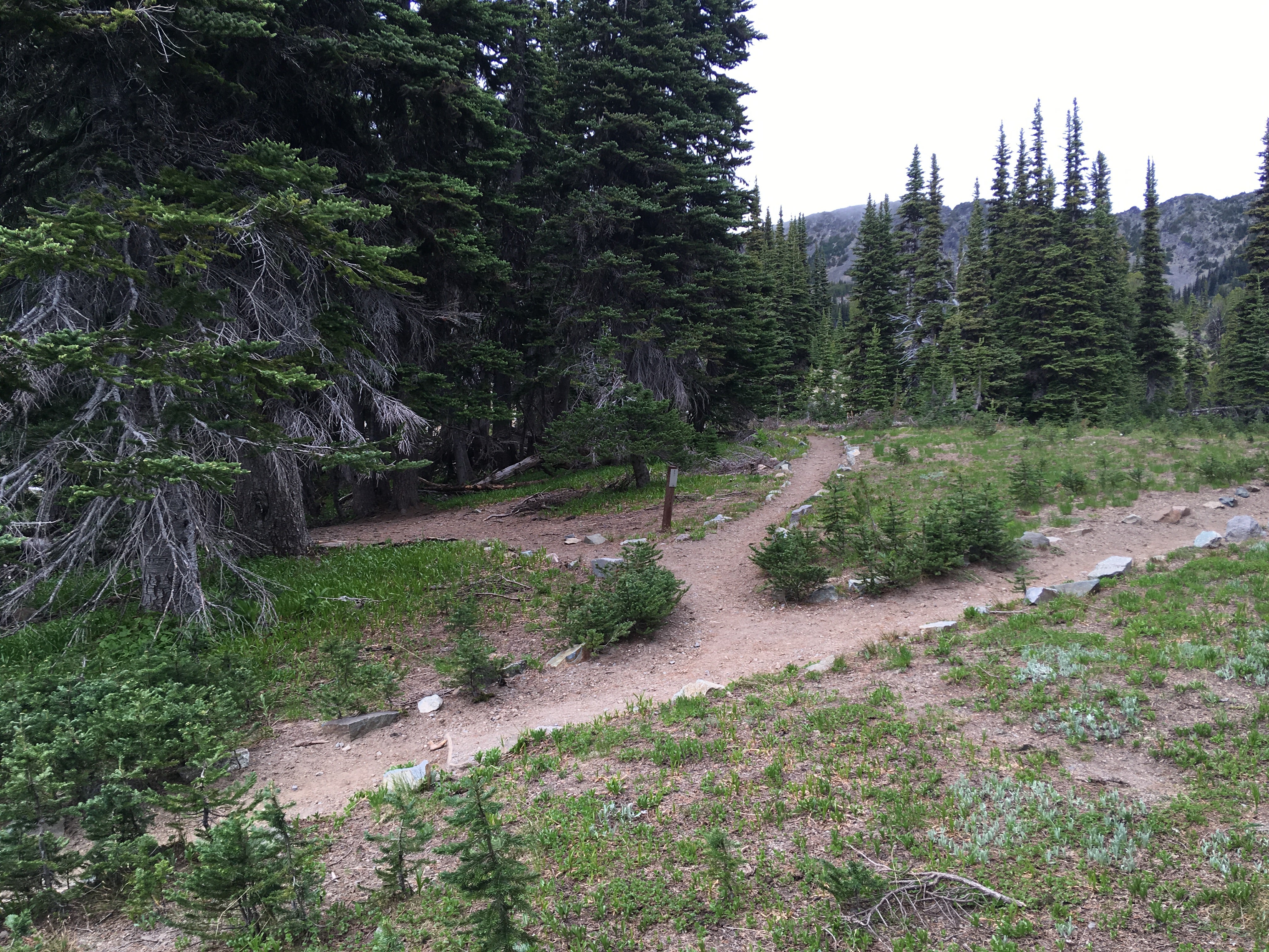 Camper submitted image from Sunrise Camp Primitive — Mount Rainier National Park - 4