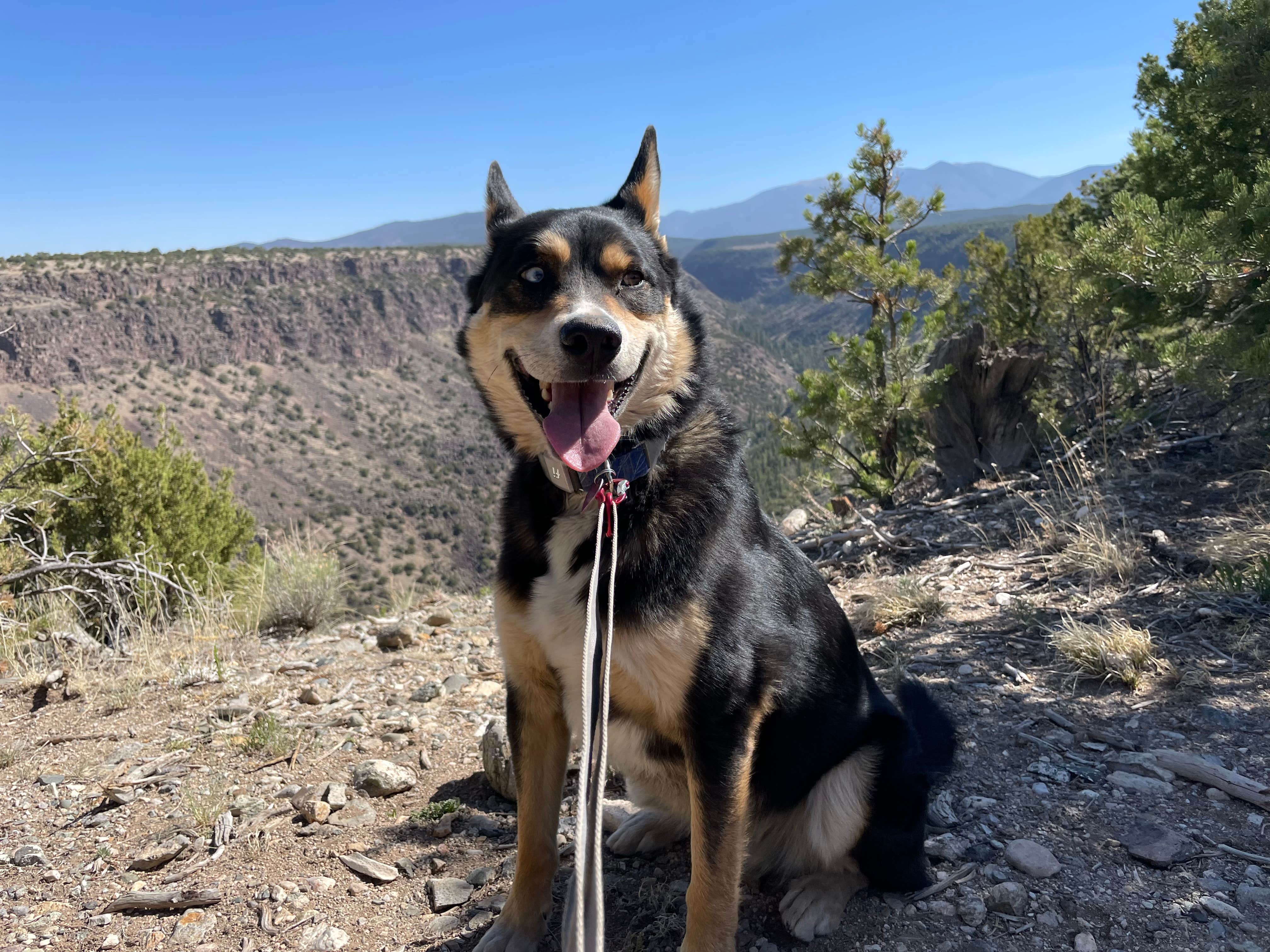 Toni  K.'s photo of camping with pets at Cebolla Mesa Campground near Carson National Forest