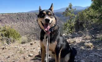 Toni K.'s photo of camping with pets at Cebolla Mesa Campground near Carson National Forest