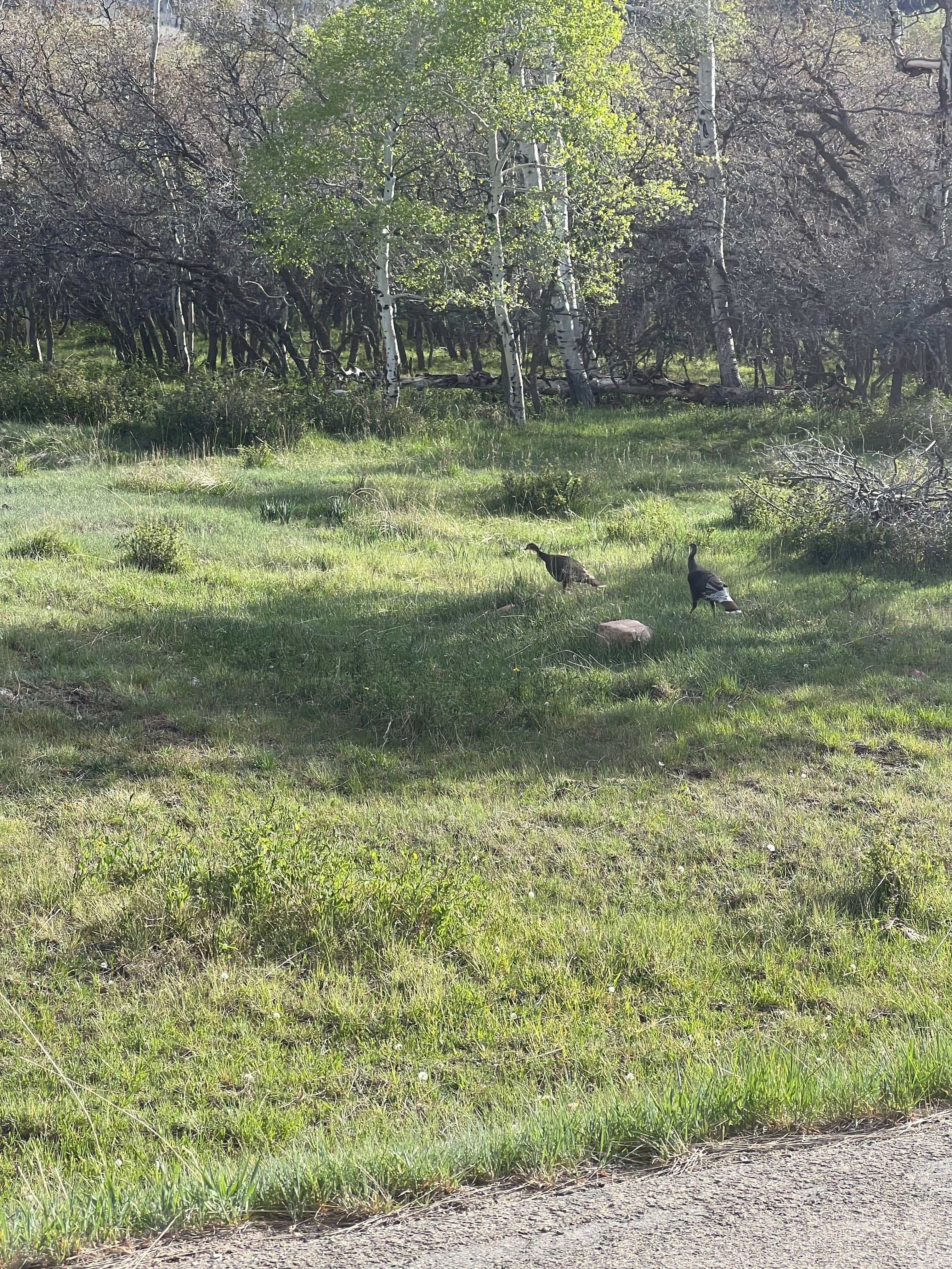 Camper-submitted photo at Cr 0083 near Monticello, UT