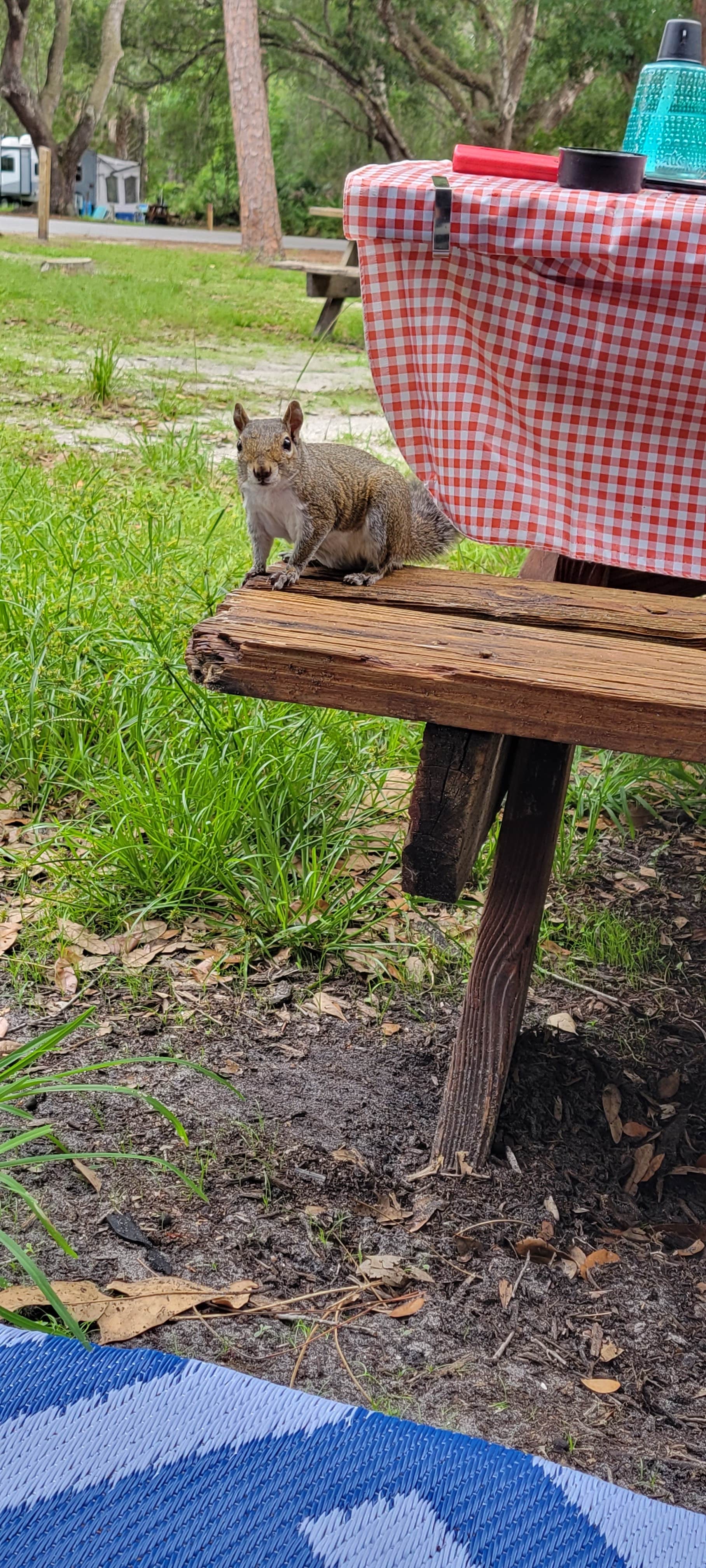 Kelli S.'s photo of camping with pets at Highlands Hammock State Park Campground near Lakeshore, FL