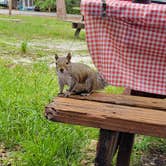 Review photo of Highlands Hammock State Park by Kelli S., May 18, 2022