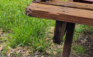 Kelli S.'s photo of camping with pets at Highlands Hammock State Park Campground near Venus, FL