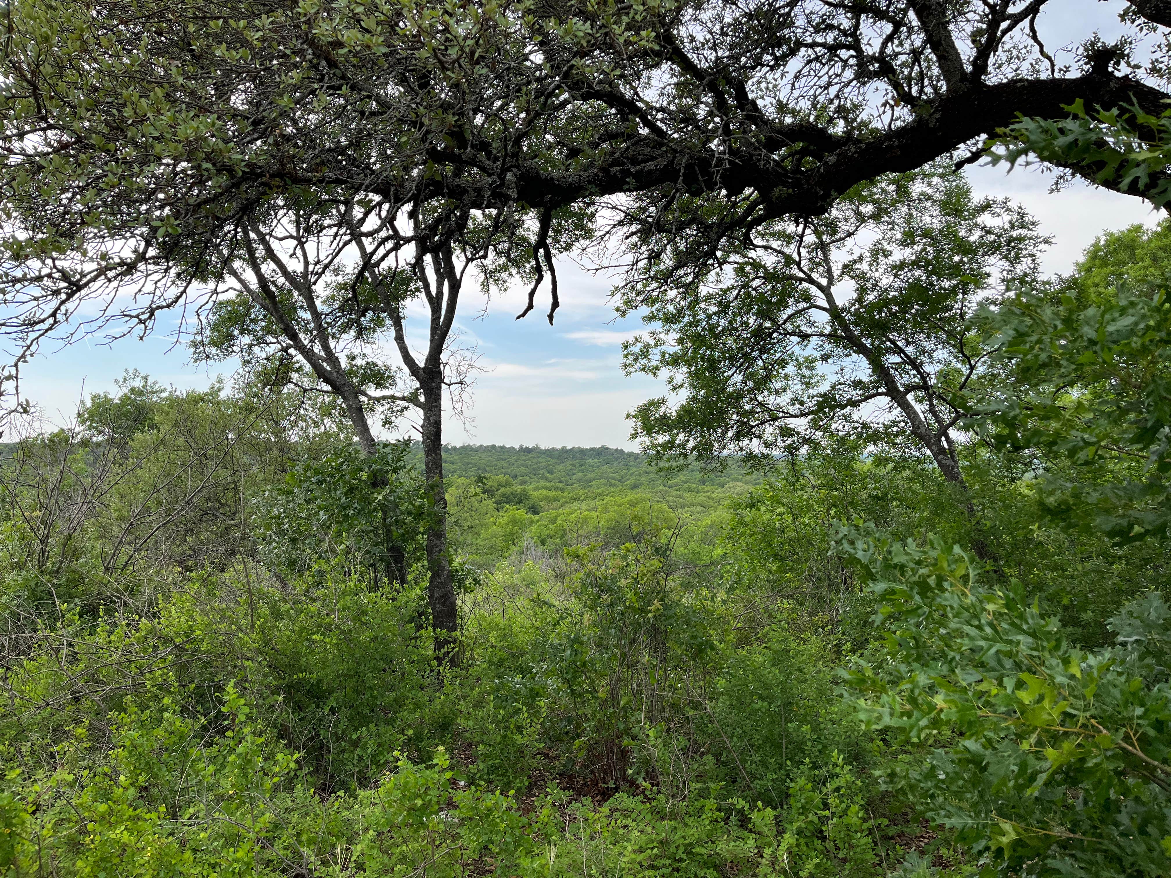 Camper-submitted photo at LBJ National Grasslands Forest Road 904 Dispersed Camping near The Colony, TX