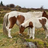 Review photo of Hickory Ridge Campground — Grayson Highlands State Park by Ashten J., May 19, 2022