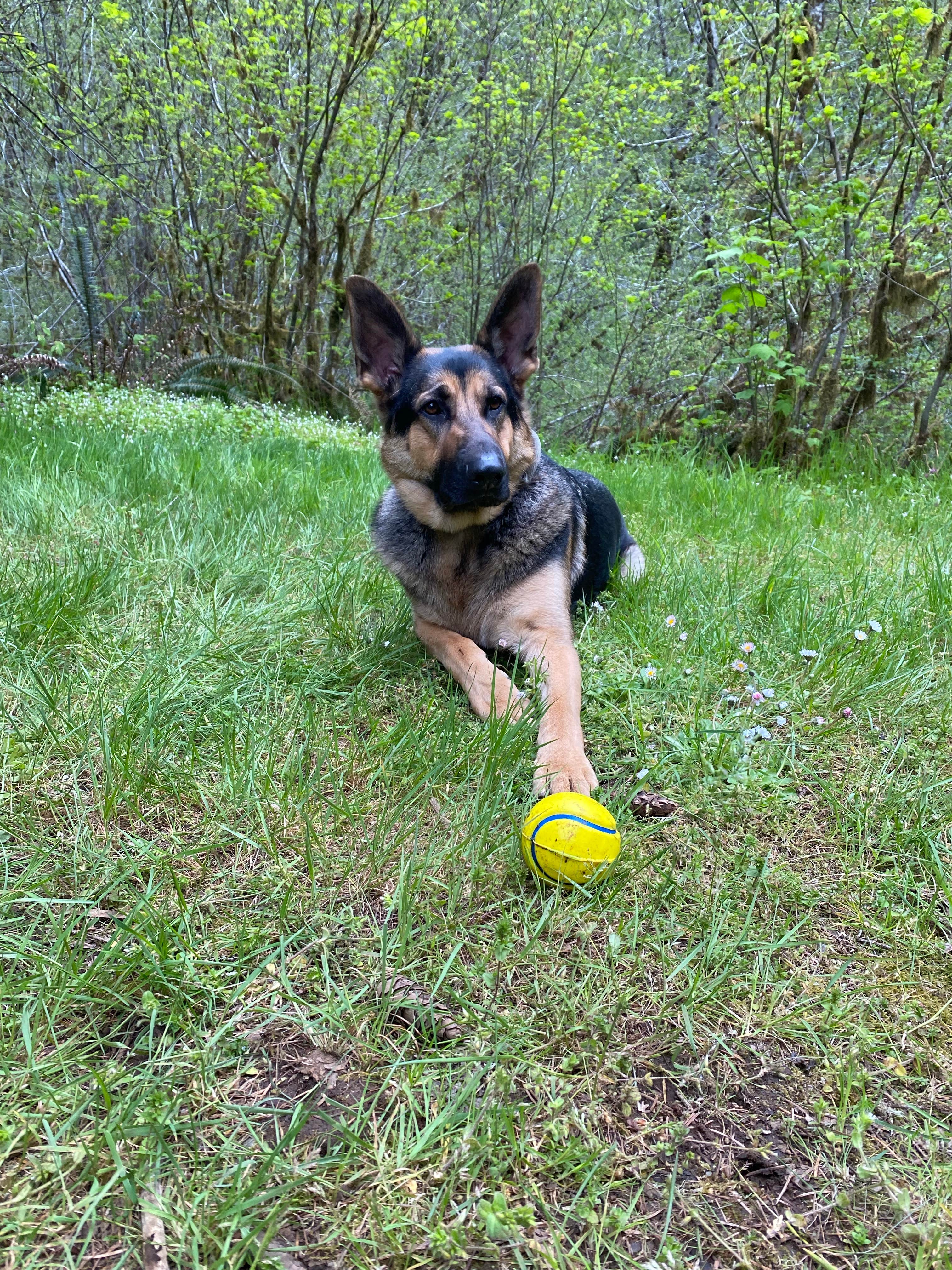 Kyle H.'s photo of camping with pets at Alder Glen Recreation Site near Lincoln City, OR