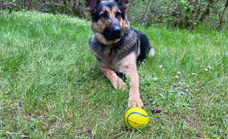 Kyle H.'s photo of camping with pets at Alder Glen Recreation Site near Lincoln City, OR