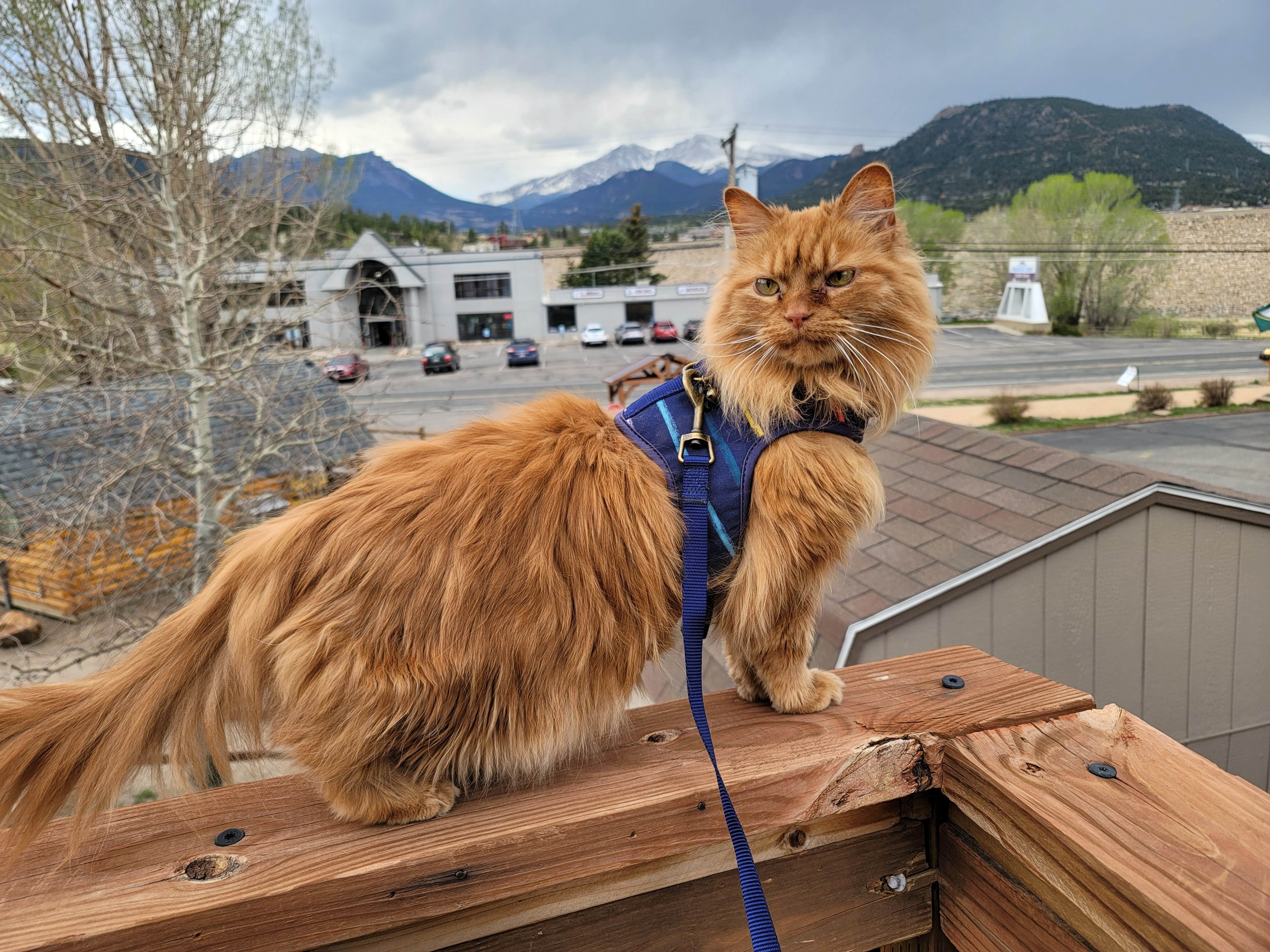 Jay M.'s photo of camping with pets at Estes Park KOA near Estes Park, CO