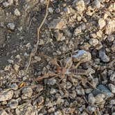 Review photo of Jumbo Rocks Campground — Joshua Tree National Park by liz C., May 19, 2022