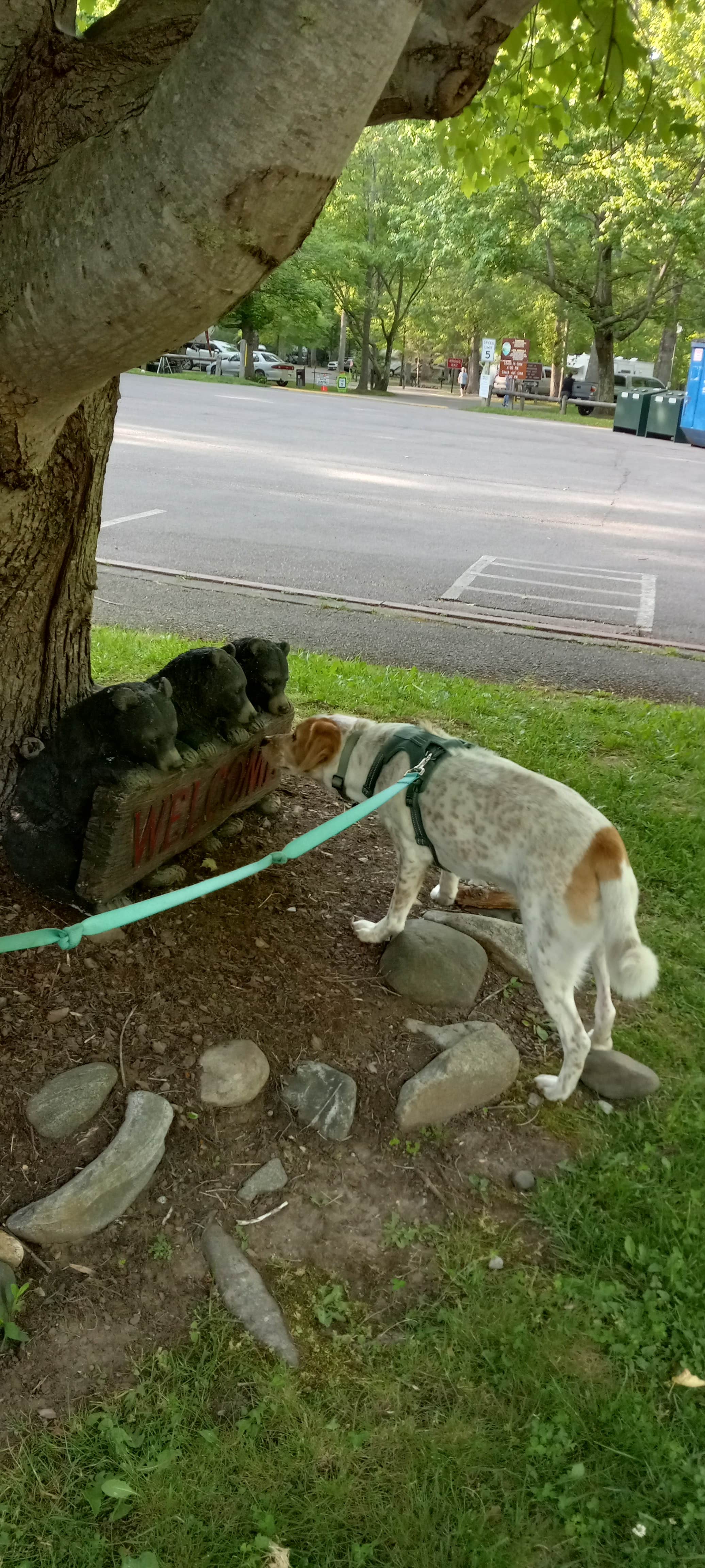 Gary's photo of camping with pets at Roan Mountain State Park Campground near Milligan College, TN