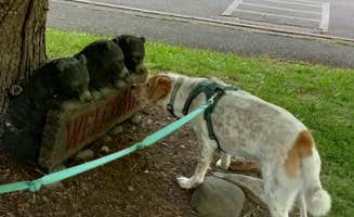 Gary's photo of camping with pets at Roan Mountain State Park Campground near Milligan College, TN