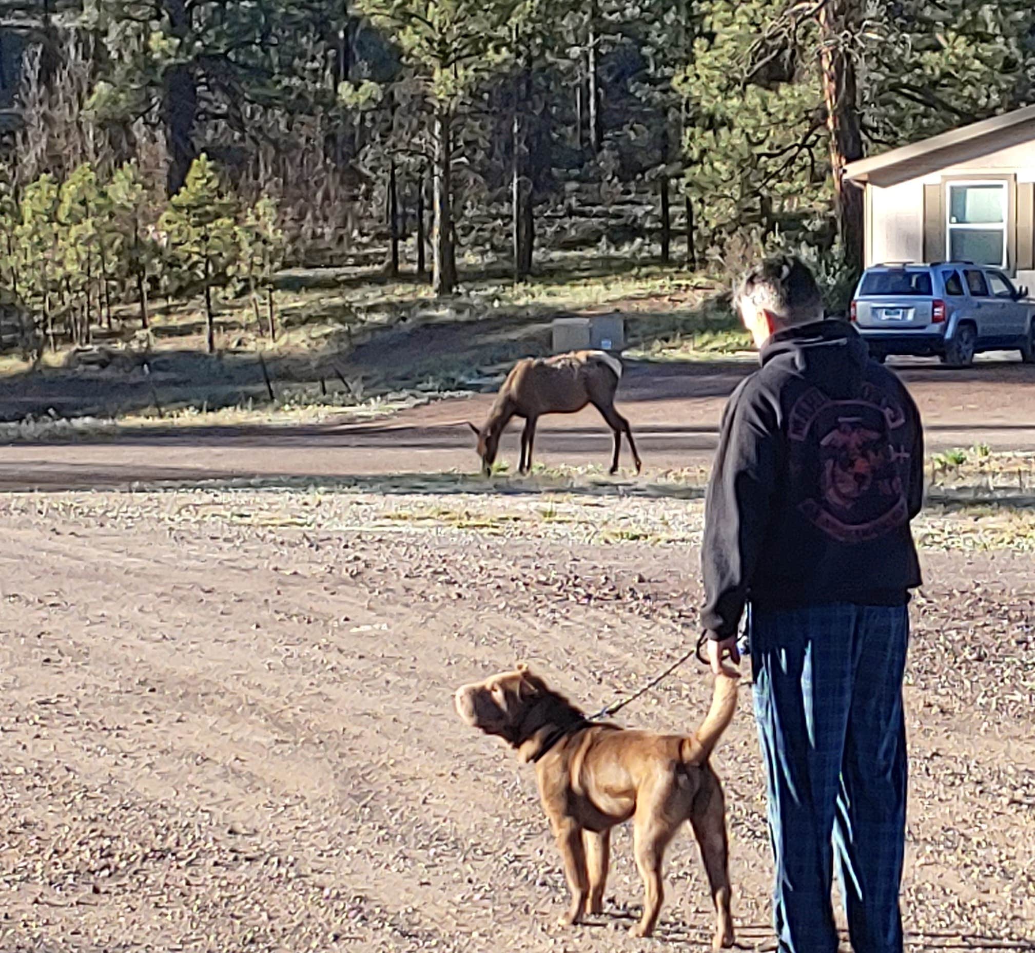 deb K.'s photo of camping with pets at Grand Canyon Camper Village near Cameron, AZ