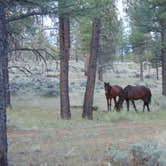 Review photo of Grand Canyon Camper Village by deb K., May 19, 2022