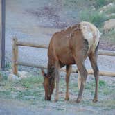 Review photo of Grand Canyon Camper Village by deb K., May 19, 2022