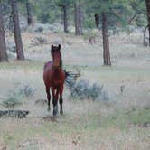 Review photo of Grand Canyon Camper Village by deb K., May 19, 2022