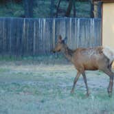 Review photo of Grand Canyon Camper Village by deb K., May 19, 2022