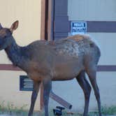 Review photo of Grand Canyon Camper Village by deb K., May 19, 2022