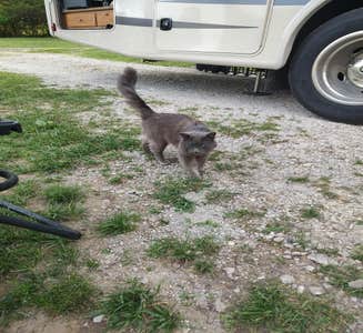 Camper-submitted photo from Laura Ingalls Wilder RV Park