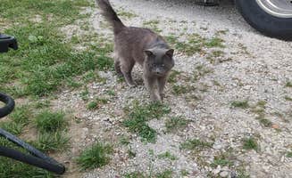 Holly M.'s photo of camping with pets at Laura Ingalls Wilder RV Park in Missouri