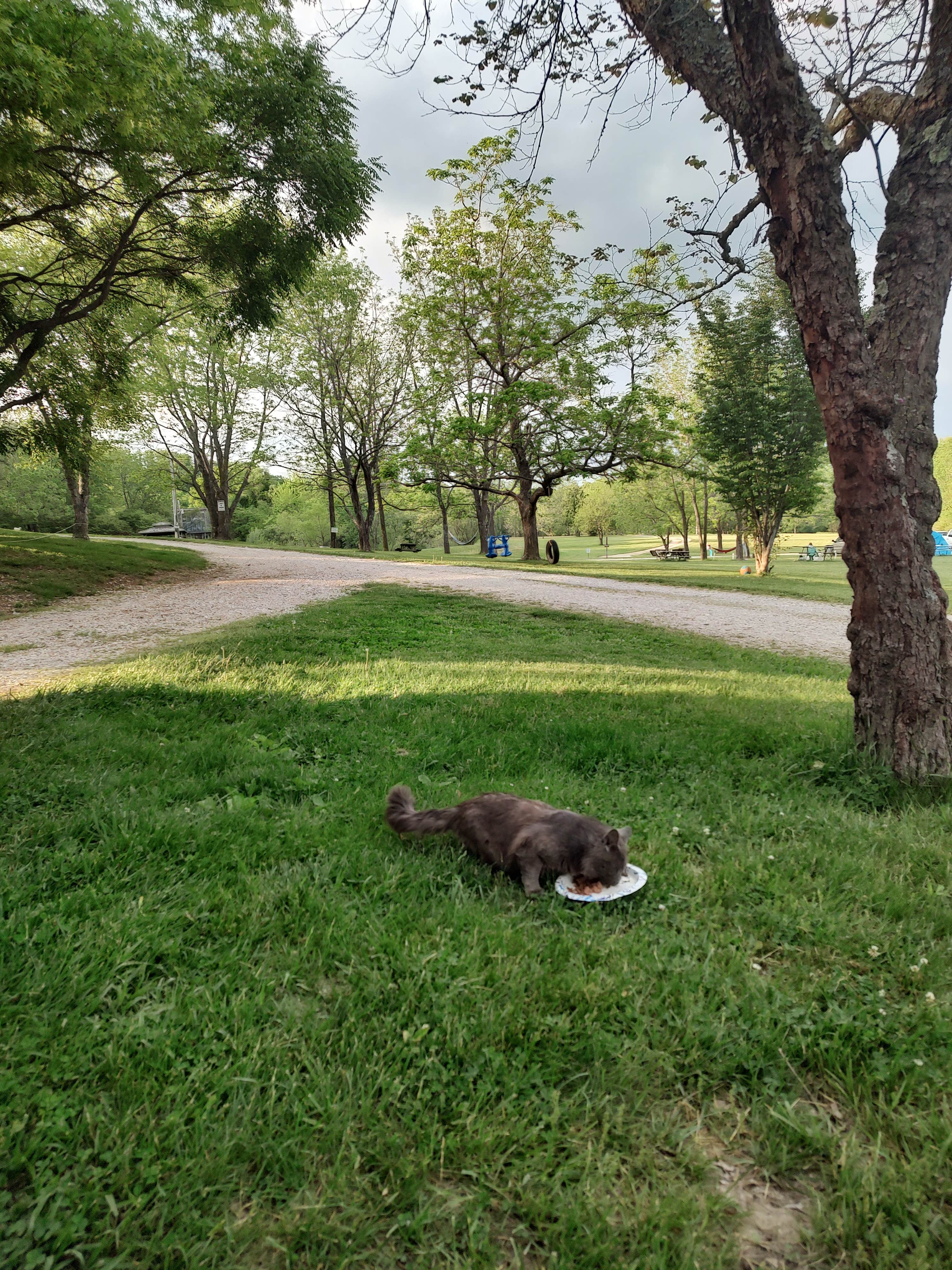 Camper-submitted photo at Laura Ingalls Wilder RV Park near Springfield, MO