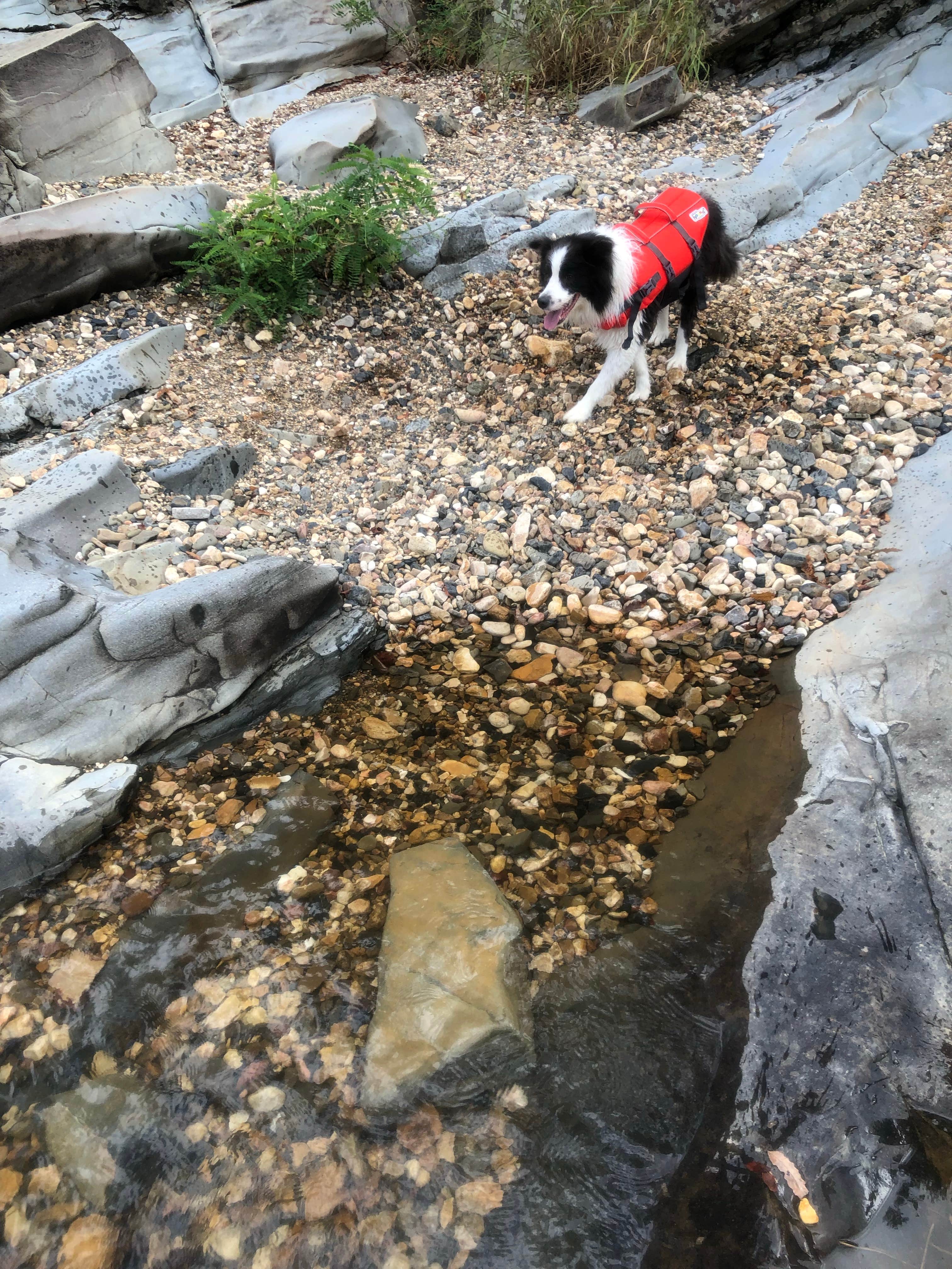 Penny A.'s photo of camping with pets at Cossatot Falls Campsites — Cossatot River State Park - Natural Area near DeQueen Lake