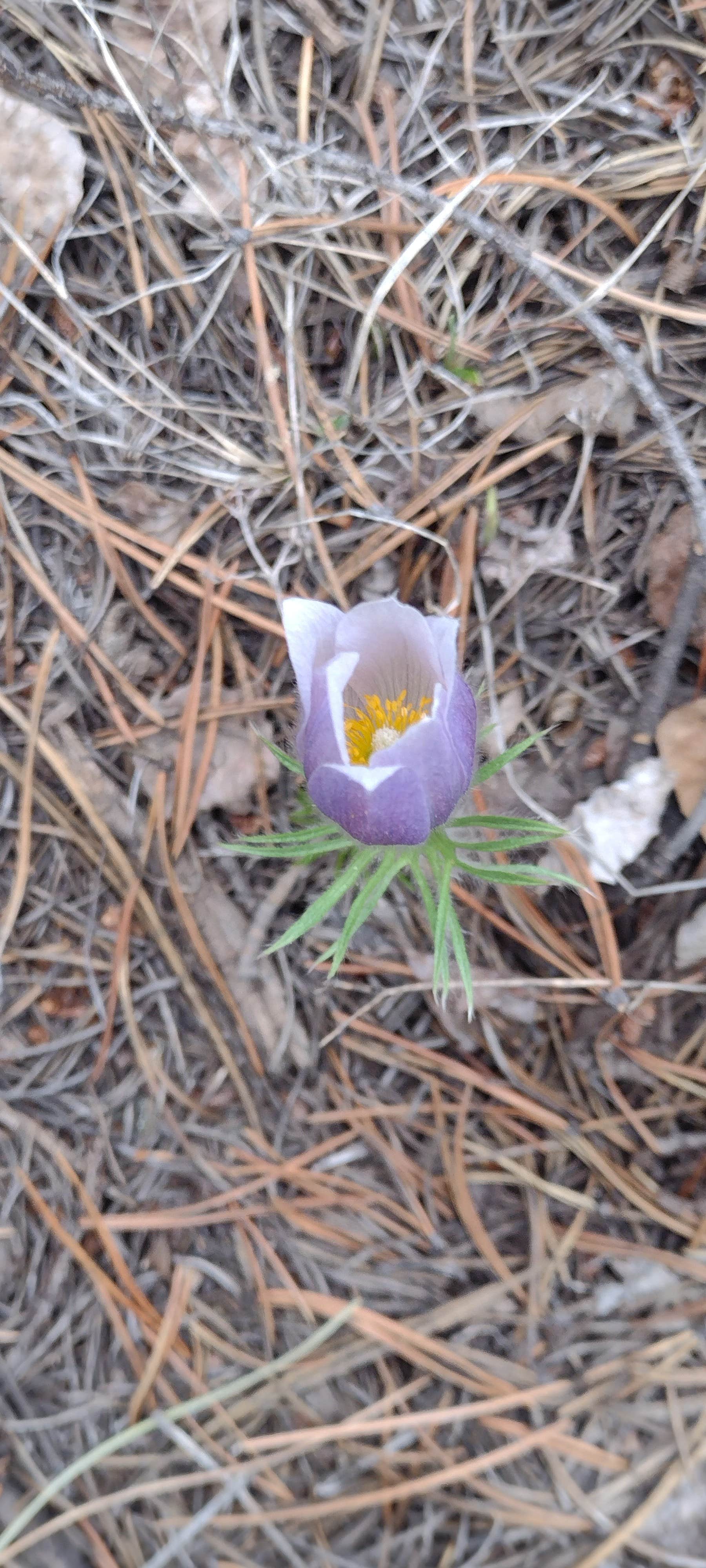 Camper-submitted photo at Rosy Lane near Crested Butte, CO