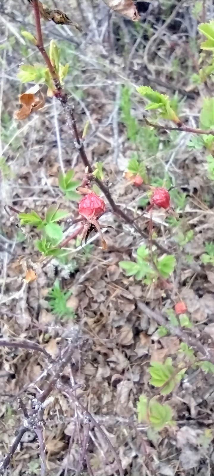 Camper-submitted photo at Rosy Lane near Crested Butte, CO