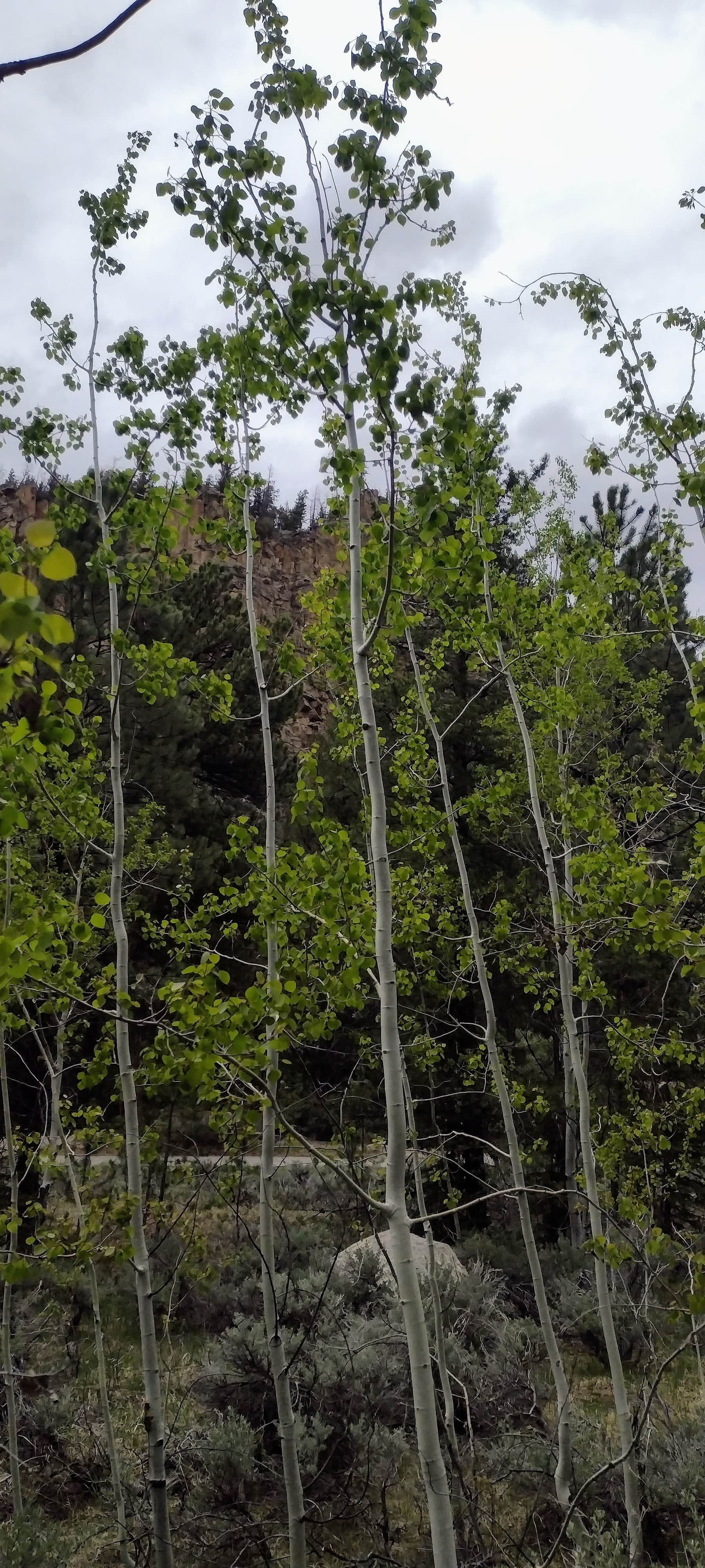 Camper-submitted photo at Rosy Lane near Crested Butte, CO