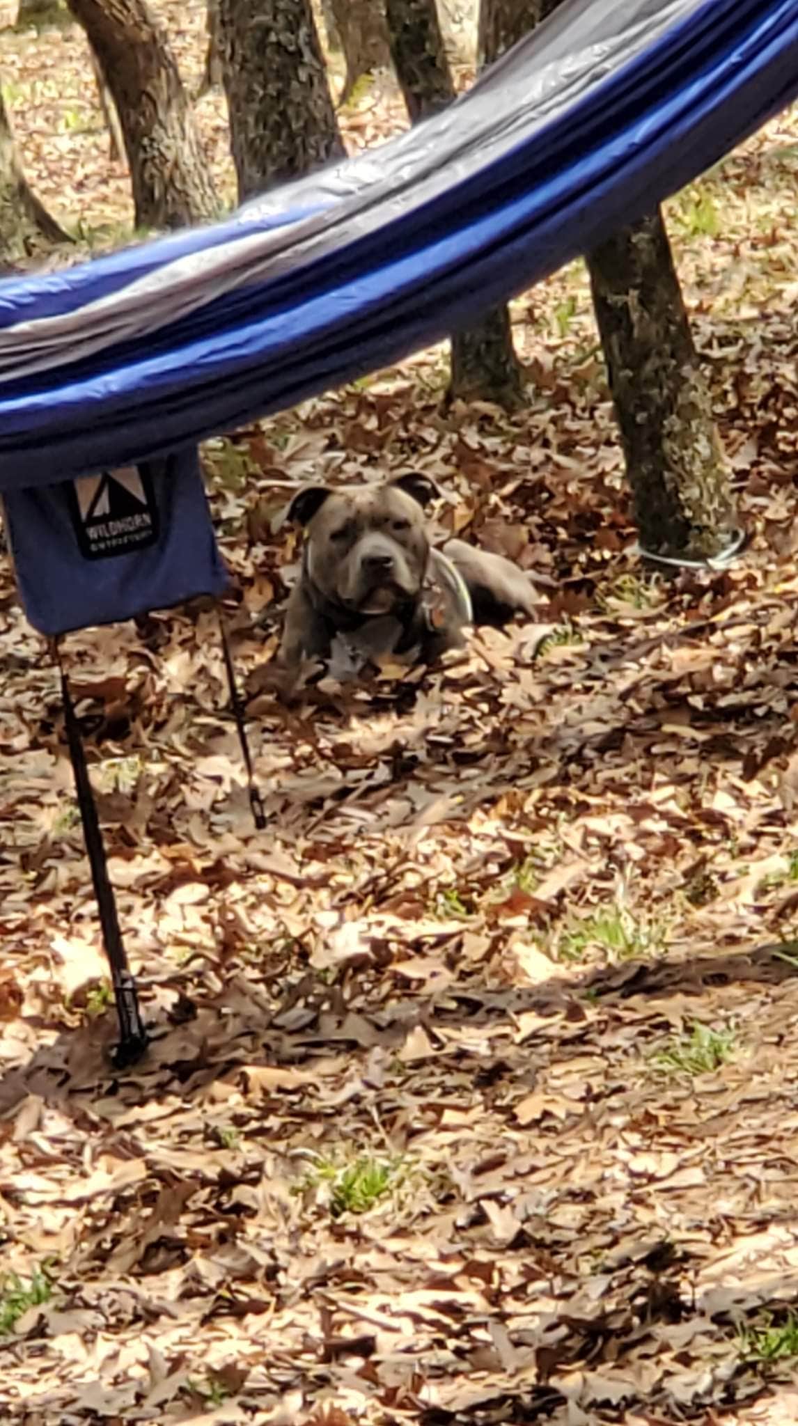 Mallory H.'s photo of camping with pets at Big Meadows Campground — Shenandoah National Park near Somerset, VA