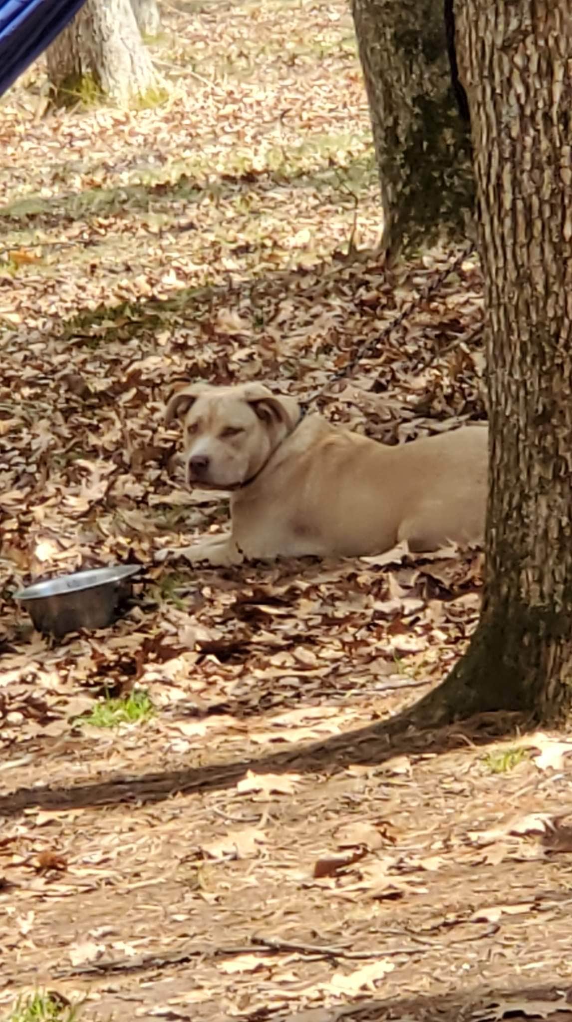Mallory H.'s photo of camping with pets at Big Meadows Campground — Shenandoah National Park near Huntly, VA