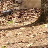 Review photo of Big Meadows Campground — Shenandoah National Park by Mallory H., May 20, 2022