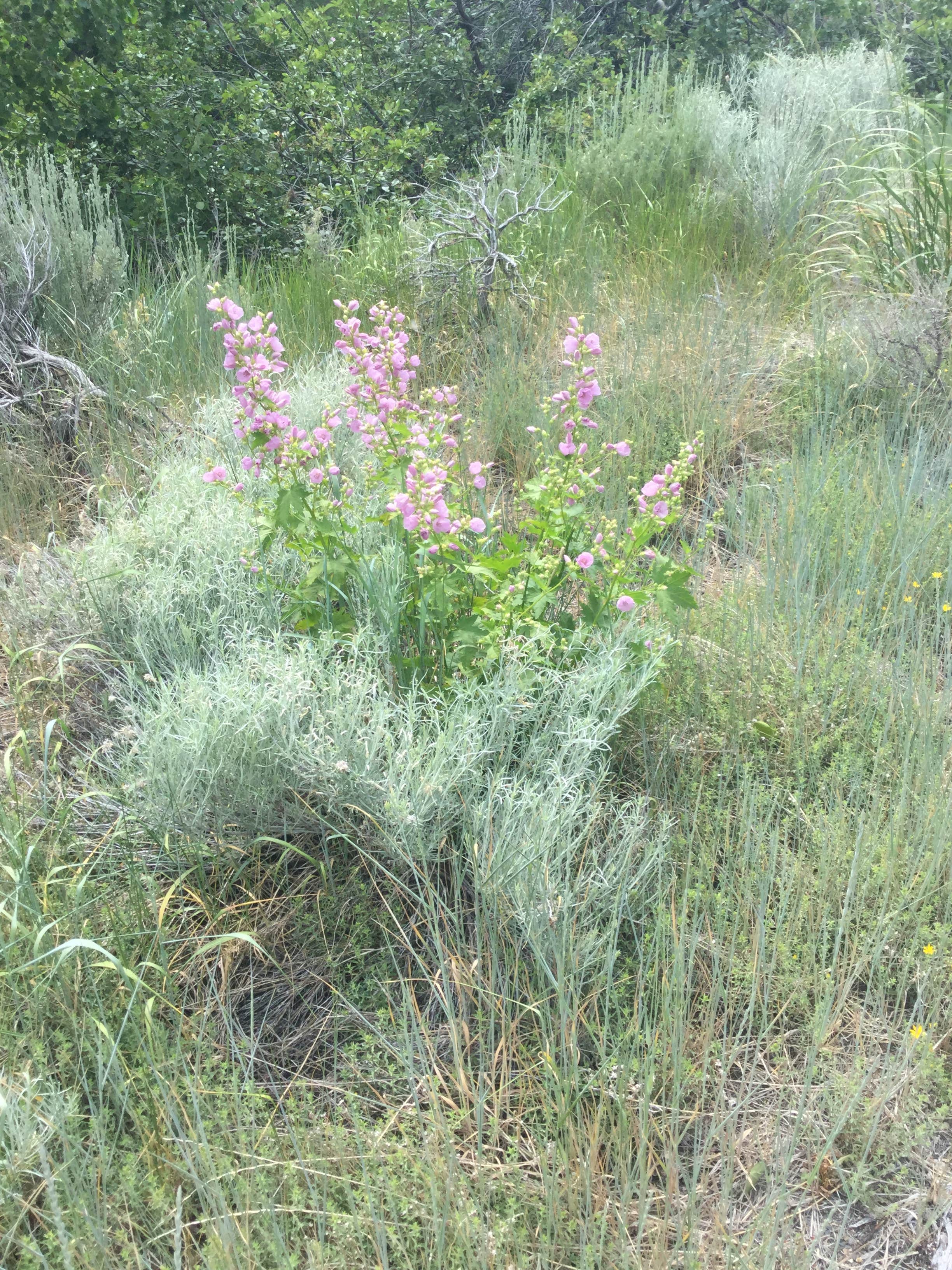Camper-submitted photo at Camp Lamoille-Dispersed Camping near Spring Creek, NV