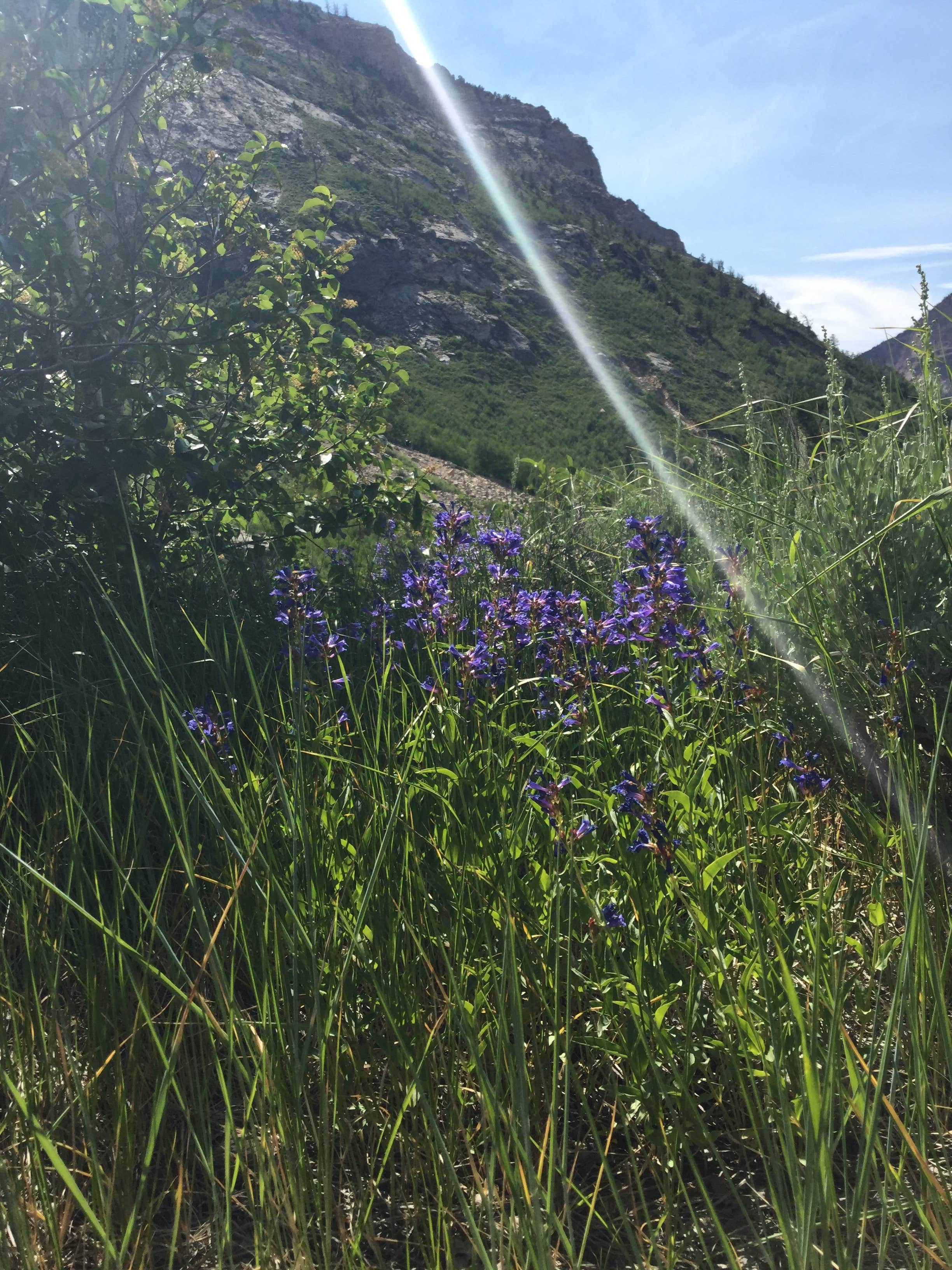 Camper-submitted photo at Camp Lamoille-Dispersed Camping near Spring Creek, NV