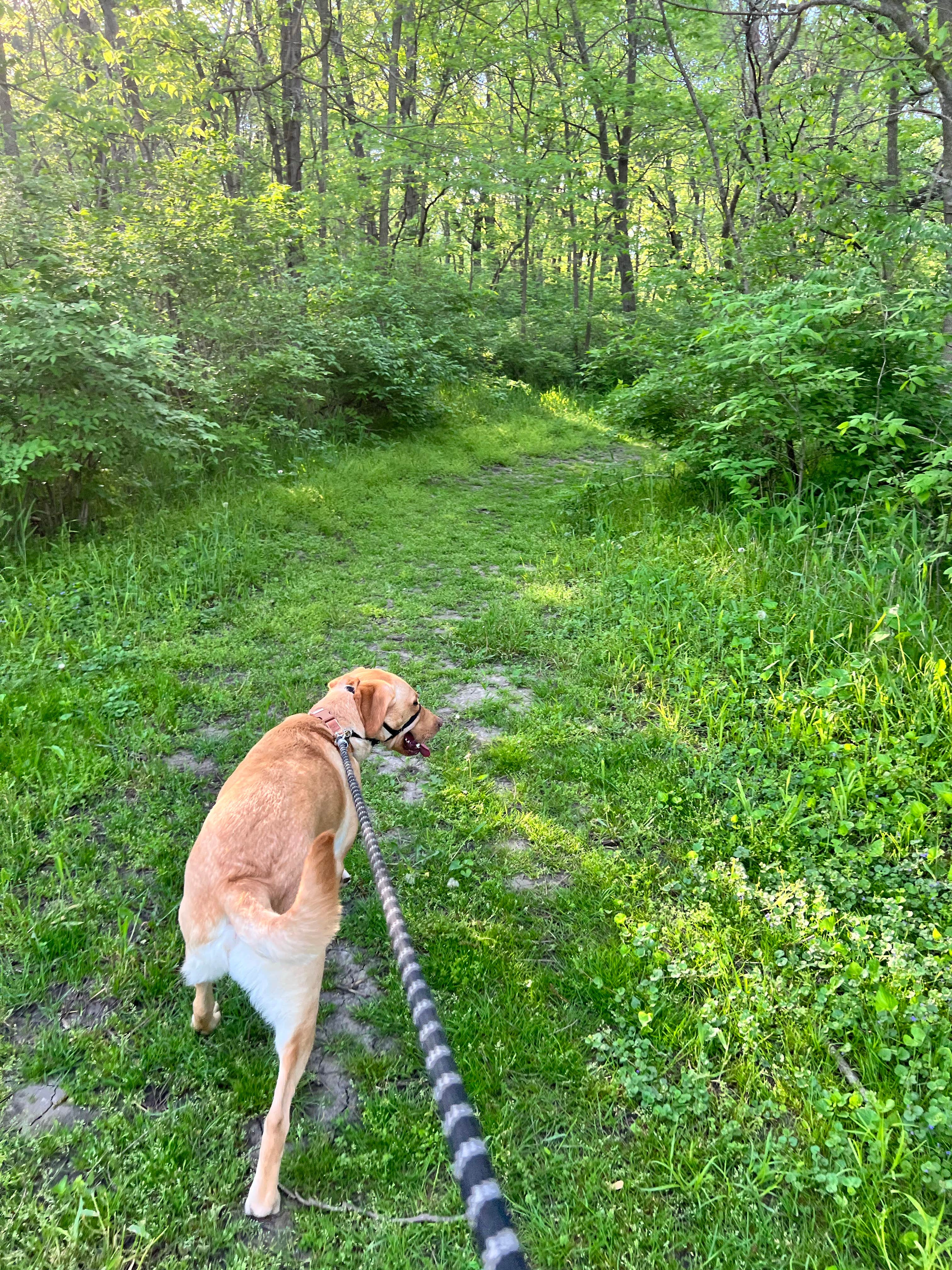 Lauren's photo of camping with pets at Walnut Woods State Park Campground near Guthrie Center, IA
