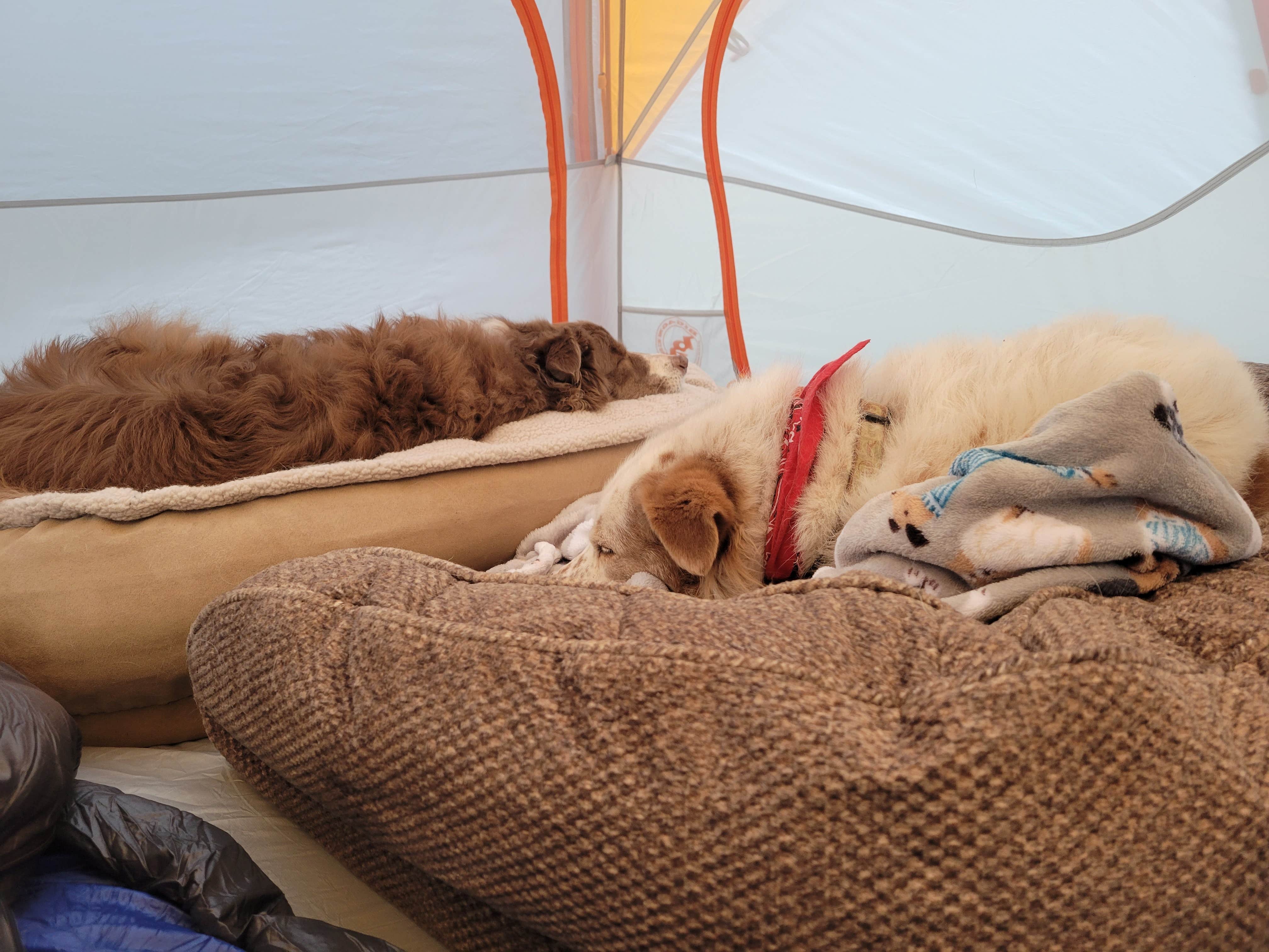 Todd J.'s photo of camping with pets at Hermosa Park Road Dispersed near San Juan National Forest