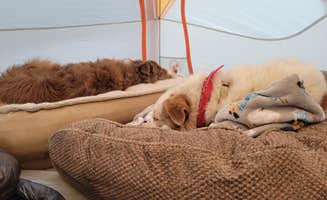 Todd J.'s photo of camping with pets at Hermosa Park Road Dispersed near San Juan National Forest