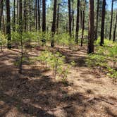 Review photo of Junction Creek Campground by Todd J., May 21, 2022