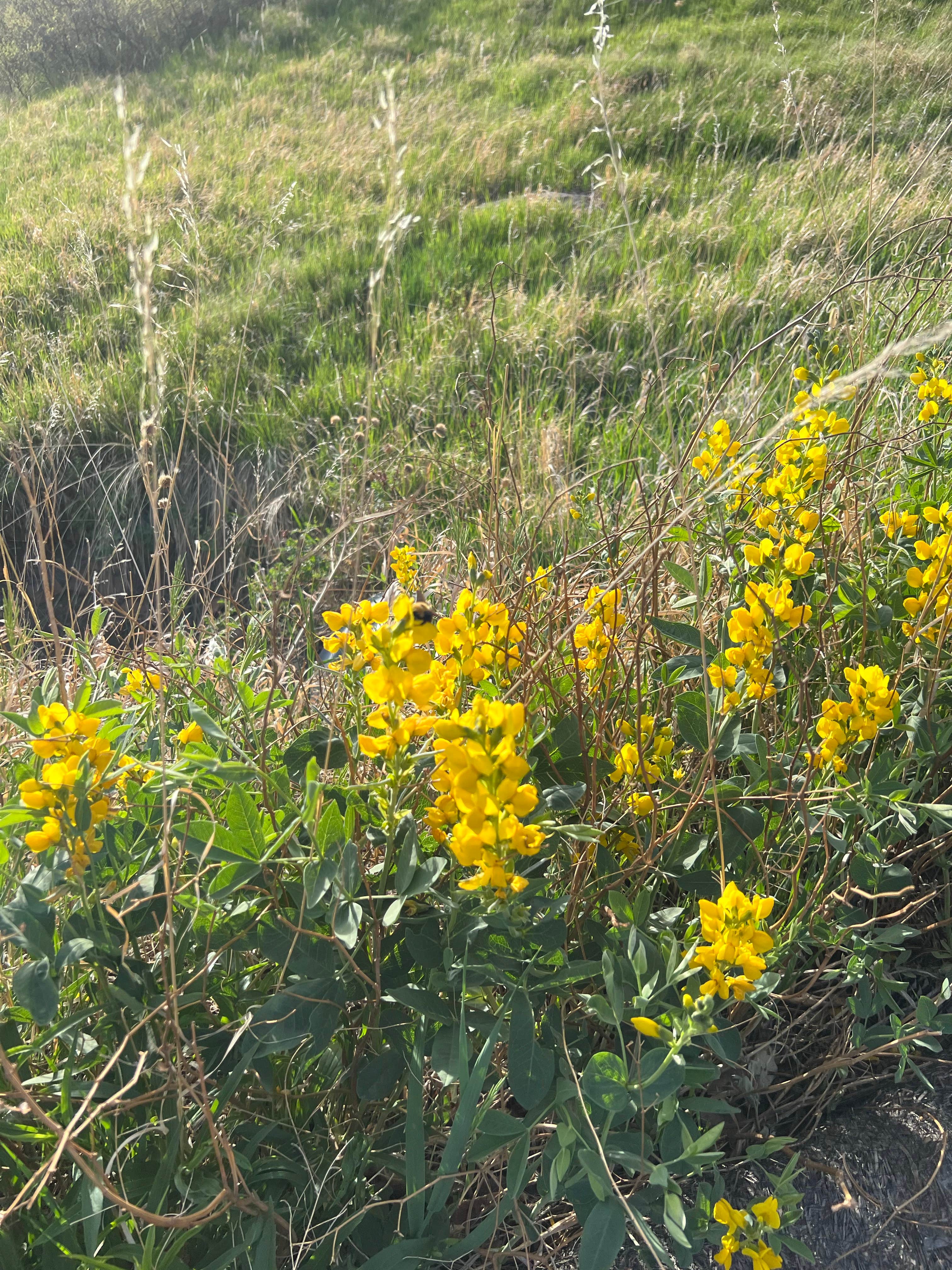 Camper-submitted photo at South Shore Campground at Carter Lake near Hygiene, CO